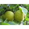 Груша Талица: фото и описание