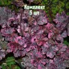 Комплект 5шт / Гейхера мелкоцветковая Миднайт Роуз: фото и описание