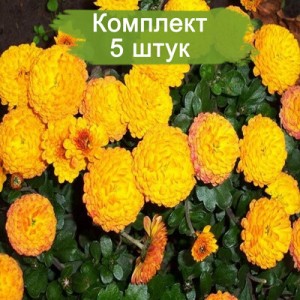 Комплект 5шт / Хризантема Балиос (Мультифлора/Желтая) (Предзаказ)