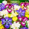 Саженцы ириса Сибирский бридерс микс (Sibirica Breeders Mix) -  5 шт.