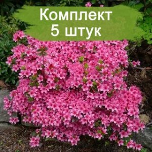 Комплект 5шт / Рододендрон Сильвестр (розовый)