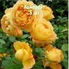 Комплект 5шт / Роза Соломонс Голд (парковая): фото и описание