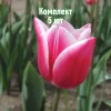 Комплект 5шт / Тюльпан Тинеке Ван дер Меер: фото и описание