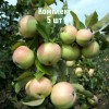 Комплект 5шт / Яблоня Белорусский синап: фото и описание