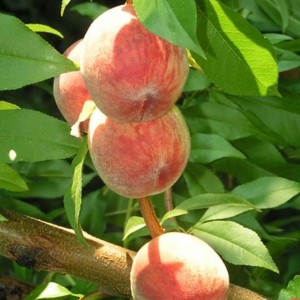 Персик Ирганайский поздний