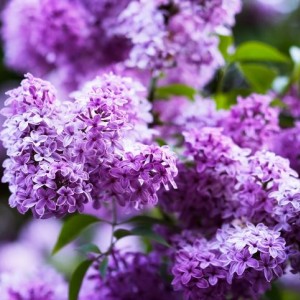 Сеянец Сирень обыкновенная Сенсация (50 - 70 см.)